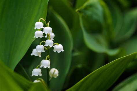 The Lily Of The Valley